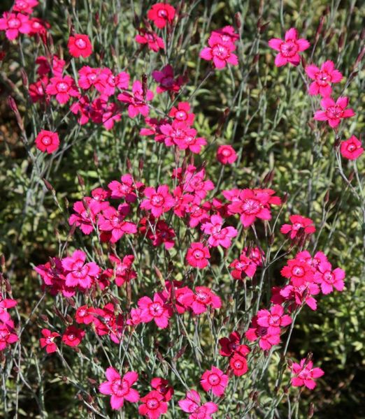 Dianthus deltoides 'Brilliant'